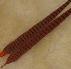 ringneck pheasant center tail  orange Super Fly
